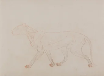 A Comparative Anatomical Exposition of the Structure of the Human Body with that of a Tiger and a Cow